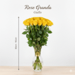 Rosa Grande 80cm - 90cm