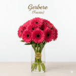 Gerbera Fresca (Singolo Stelo)
