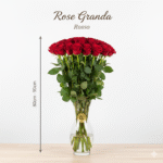 Rosa Grande 80cm - 90cm