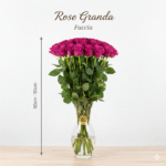 Rosa Grande 80cm - 90cm