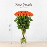 Rosa Grande 80cm - 90cm