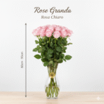 Rosa Grande 80cm - 90cm