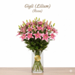 Gigli (Lilium) - Singolo Stelo