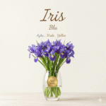 Iris (Singolo Stelo)