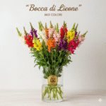 Bocca di Leone (Singolo Stelo)