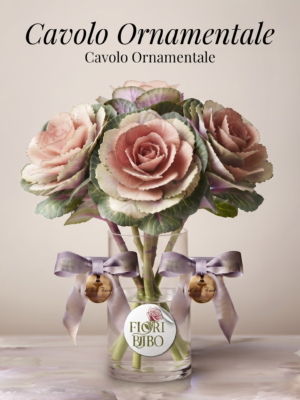 Cavolo Ornamentale2